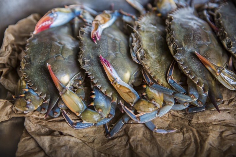 Softshell Crab photo by Forrest Clonts