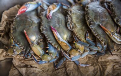 Food and Heritage: Connections Between S.C. African American Culinary Traditions and the Green Book of S.C.